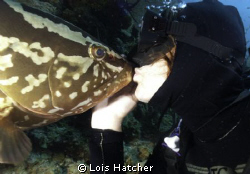 The Nasau Groupers in Little Cayman are very friendly.
T... by Lois Hatcher 